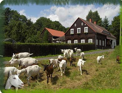 Alena Dvokov koz farma